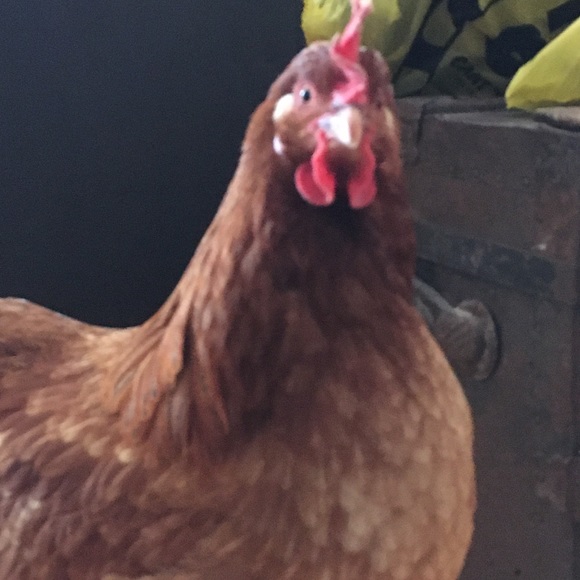 Meet your Posher, Elizabeth - Picture 1 of 1